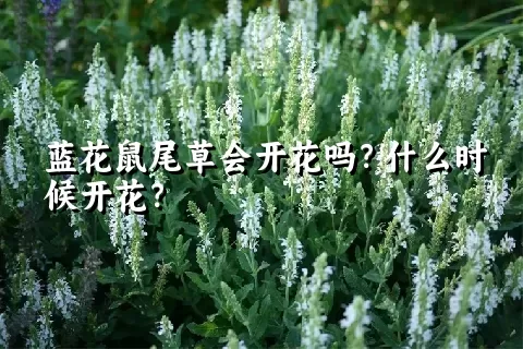 蓝花鼠尾草会开花吗？什么时候开花？