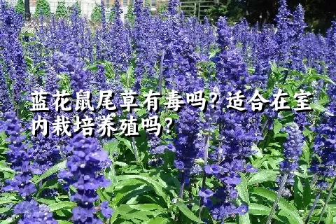 蓝花鼠尾草有毒吗？适合在室内栽培养殖吗？