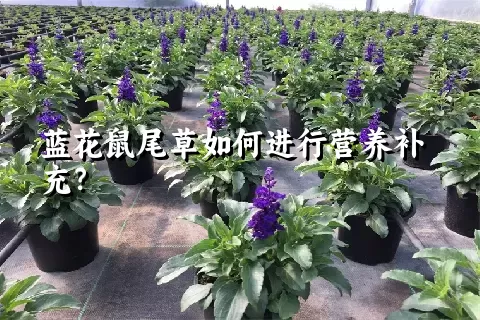 蓝花鼠尾草如何进行营养补充？