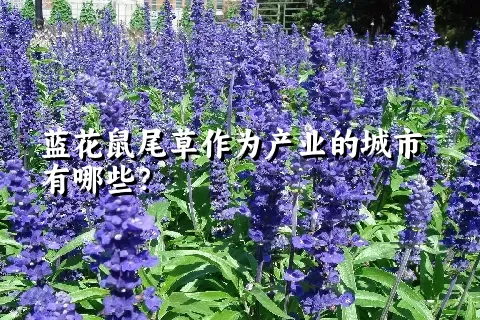 蓝花鼠尾草作为产业的城市有哪些？