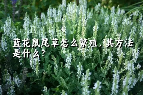 蓝花鼠尾草怎么繁殖，其方法是什么？