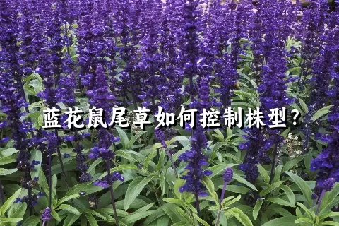 蓝花鼠尾草如何控制株型？