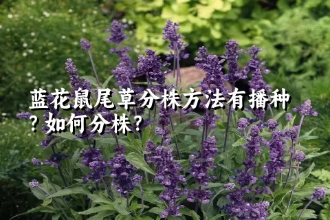 蓝花鼠尾草分株方法有播种？如何分株？