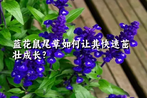 蓝花鼠尾草如何让其快速茁壮成长？