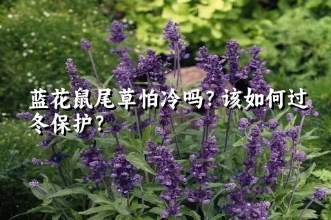 蓝花鼠尾草怕冷吗？该如何过冬保护？