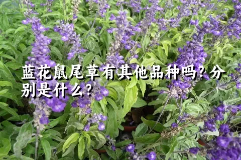 蓝花鼠尾草有其他品种吗？分别是什么？