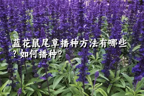 蓝花鼠尾草播种方法有哪些？如何播种？