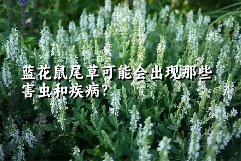 蓝花鼠尾草可能会出现那些害虫和疾病？