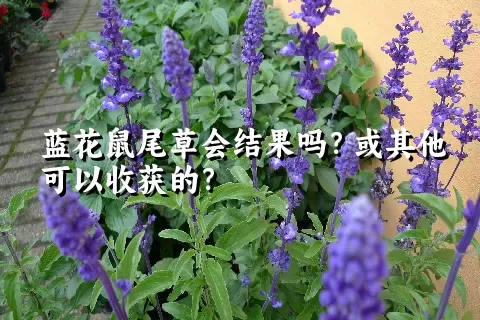 蓝花鼠尾草会结果吗？可以收获吗？