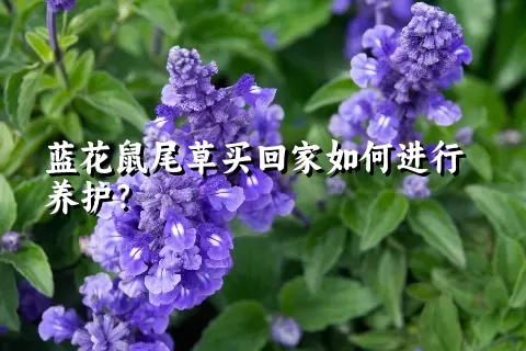 蓝花鼠尾草买回家如何进行养护？