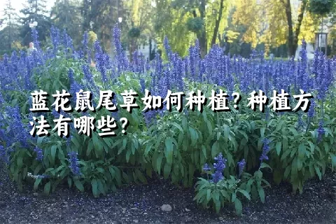 蓝花鼠尾草如何种植？种植方法有哪些？