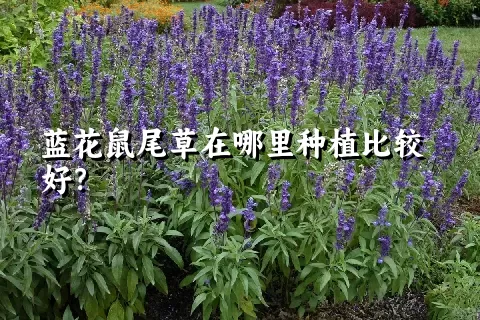 蓝花鼠尾草在哪里种植比较好？