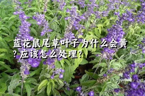 蓝花鼠尾草叶子为什么会黄？应该怎么处理？