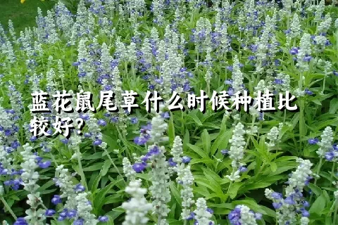 蓝花鼠尾草什么时候种植比较好？