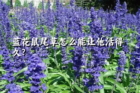 蓝花鼠尾草怎么能让他活得久？