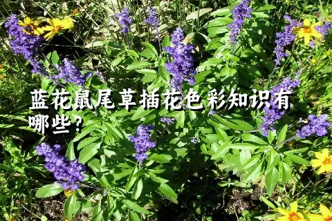 蓝花鼠尾草插花色彩知识有哪些？