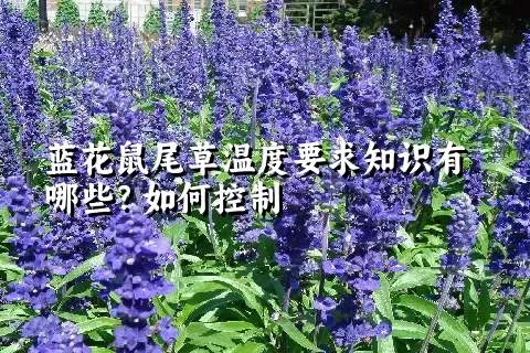 蓝花鼠尾草温度要求知识有哪些？如何控制