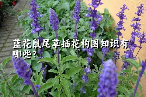 蓝花鼠尾草插花构图知识有哪些？