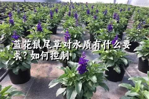 蓝花鼠尾草对水质有什么要求？如何控制