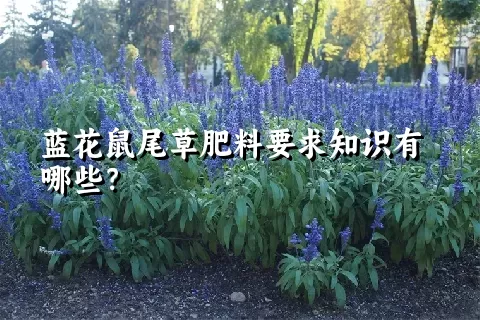 蓝花鼠尾草肥料要求知识有哪些？