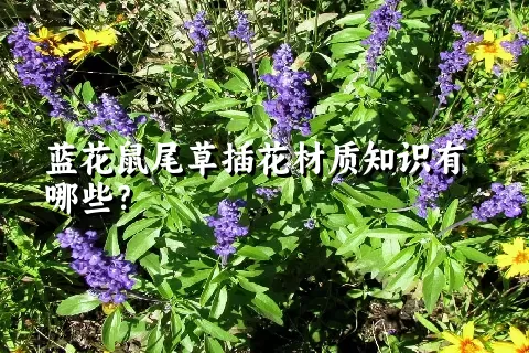 蓝花鼠尾草插花材质知识有哪些？