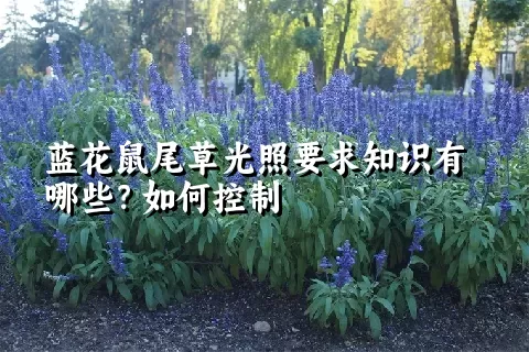 蓝花鼠尾草光照要求知识有哪些？如何控制