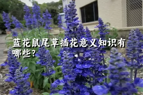 蓝花鼠尾草插花意义知识有哪些？