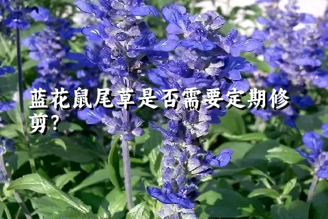 蓝花鼠尾草是否需要定期修剪？