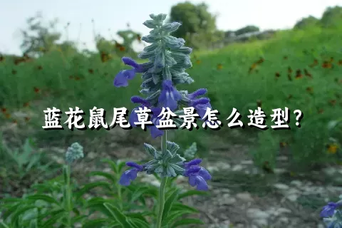 蓝花鼠尾草盆景怎么造型？