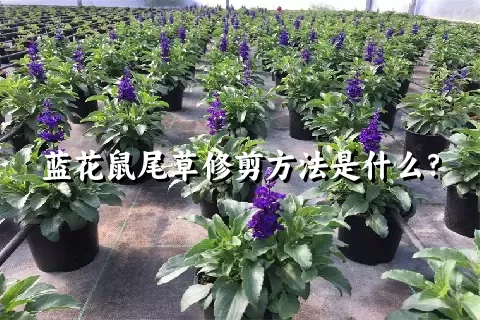 蓝花鼠尾草修剪方法是什么？