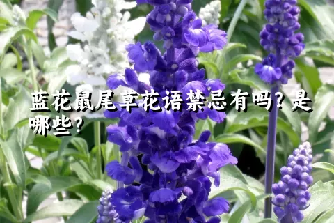 蓝花鼠尾草花语禁忌有吗？是哪些？