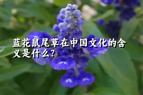 蓝花鼠尾草在中国文化的含义是什么？