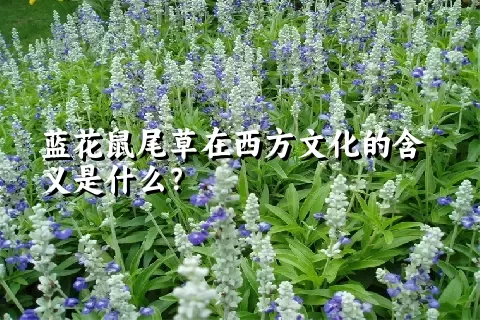 蓝花鼠尾草在西方文化的含义是什么？