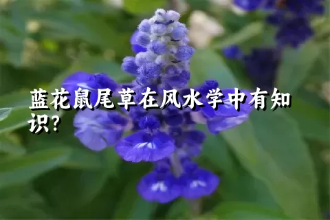 蓝花鼠尾草在风水学中有知识？