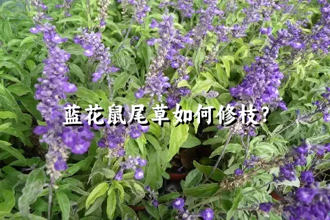 蓝花鼠尾草如何修枝？