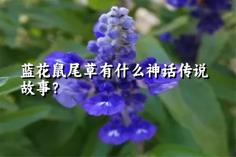 蓝花鼠尾草有什么神话传说故事？