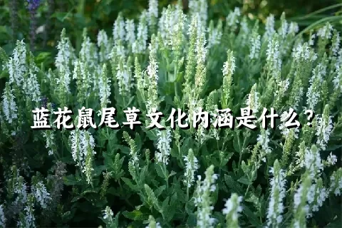 蓝花鼠尾草文化内涵是什么？