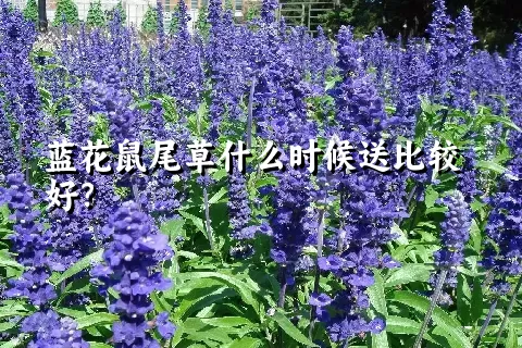 蓝花鼠尾草什么时候送比较好？