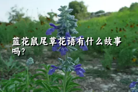 蓝花鼠尾草花语有什么故事吗？