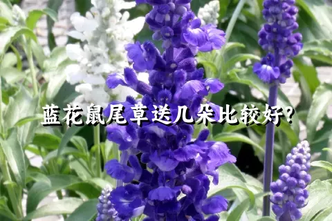 蓝花鼠尾草送几朵比较好？