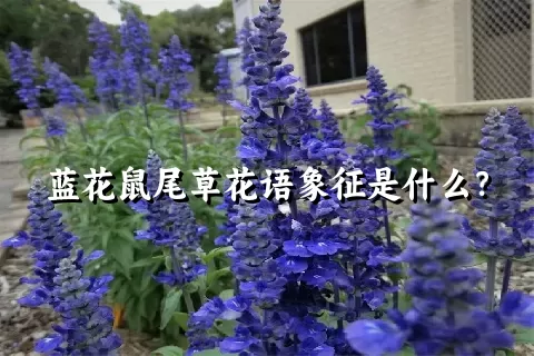 蓝花鼠尾草花语象征是什么？