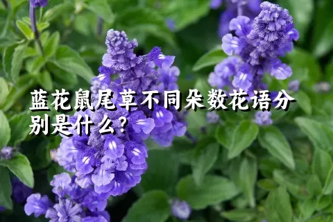 蓝花鼠尾草不同朵数花语分别是什么？