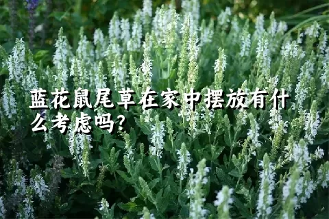 蓝花鼠尾草在家中摆放有什么考虑吗？