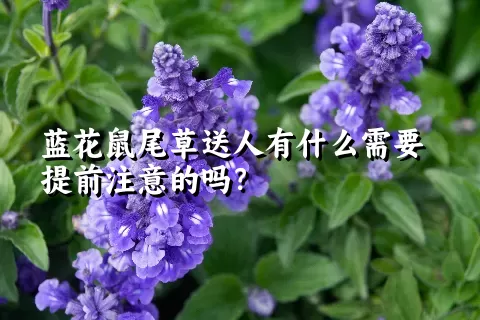 蓝花鼠尾草送人有什么需要提前注意的吗？