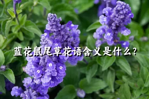 蓝花鼠尾草花语含义是什么？