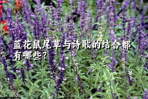 蓝花鼠尾草与诗歌的结合都有哪些？