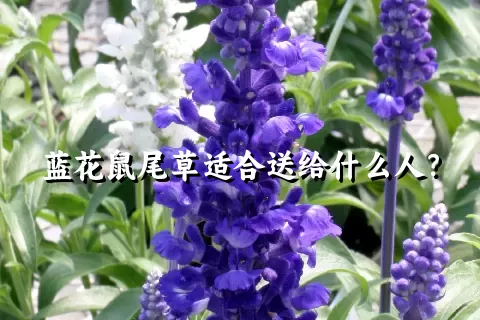 蓝花鼠尾草适合送给什么人？