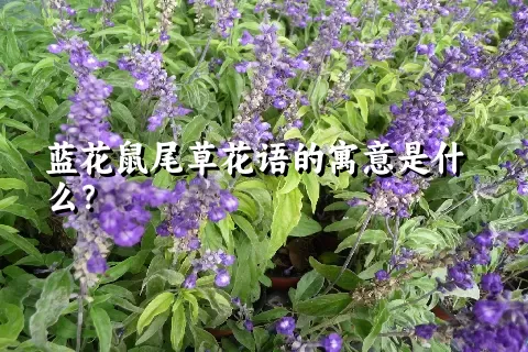 蓝花鼠尾草花语的寓意是什么？