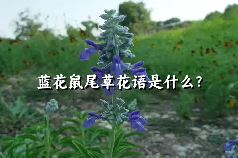 蓝花鼠尾草花语是什么？