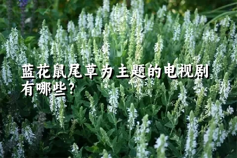 蓝花鼠尾草为主题的电视剧有哪些？